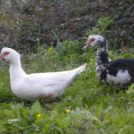 Agriristoro Podere S. Andrea ماسا ماريتيما المظهر الخارجي الصورة