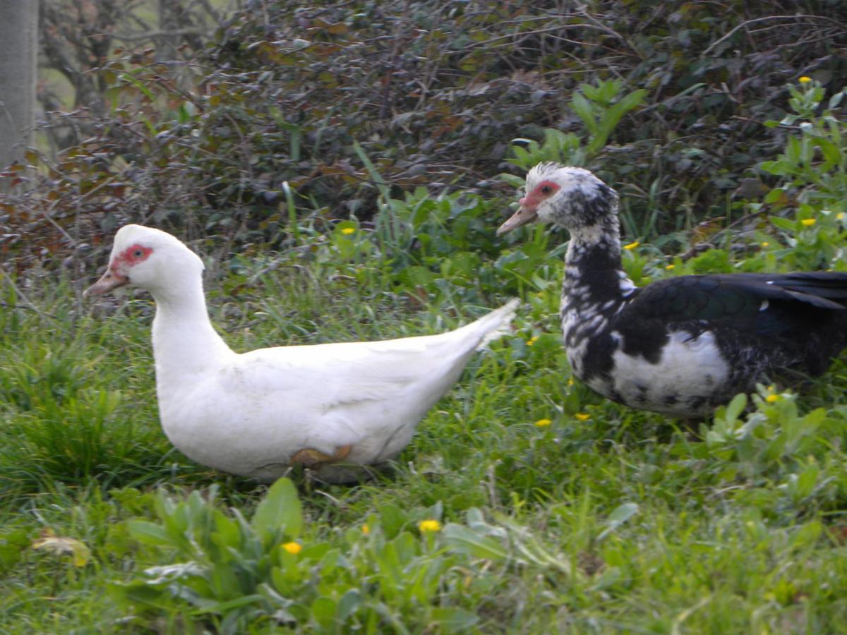 Agriristoro Podere S. Andrea ماسا ماريتيما المظهر الخارجي الصورة