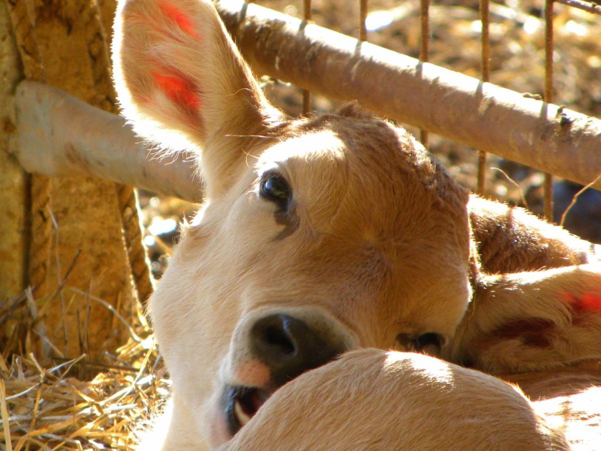 Agriristoro Podere S. Andrea ماسا ماريتيما المظهر الخارجي الصورة