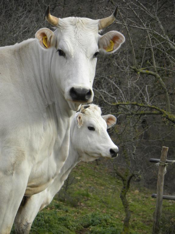 Agriristoro Podere S. Andrea ماسا ماريتيما المظهر الخارجي الصورة