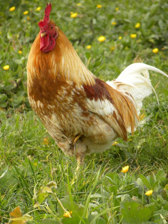 Agriristoro Podere S. Andrea ماسا ماريتيما المظهر الخارجي الصورة
